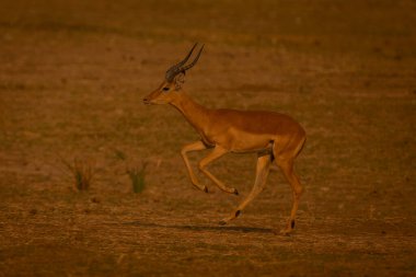 Erkek impala güneş ışığında dörtnala gidiyor.