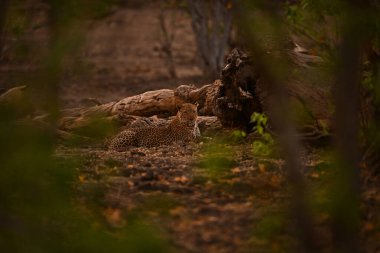 Erkek leopar ormanda uzanıp kamerayı izliyor.