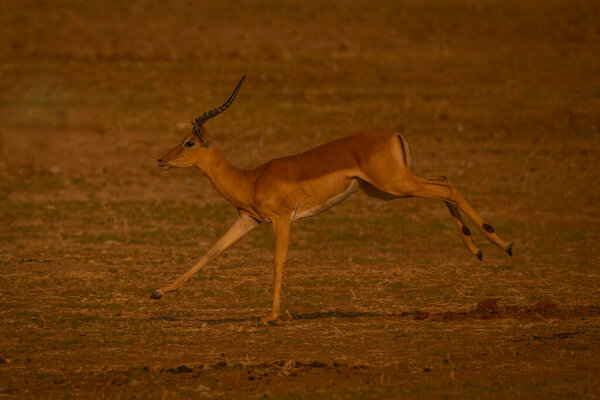 Мужчина импала бежит по равнине под солнцем