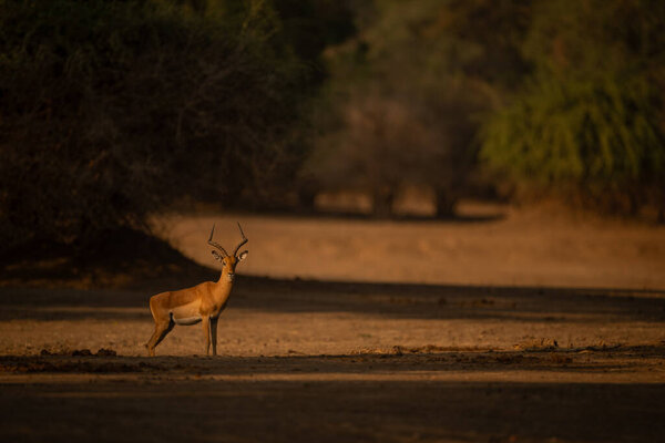 Мужчина Импала стоит на поляне, наблюдая за камерой