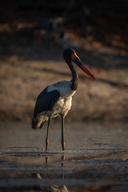 Eyer gagalı leylek gölde duruyor