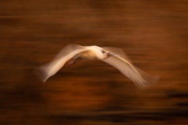 Afrika kaşığının yavaş tavası çalıların arasından geçiyor