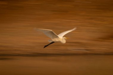 Bilardoda büyük balıkçılın yavaş tavası