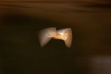 Havuzların üzerindeki büyük balıkçılların yavaş tavası