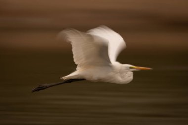 Nehir yatağının üzerinde büyük balıkçılların yavaş tavası