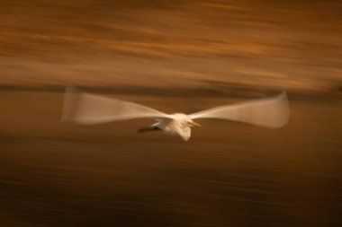 Suyun üzerinde büyük balıkçılların yavaş tavası