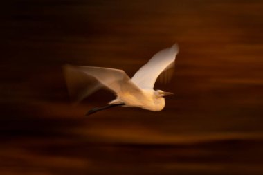 Su yolu üzerinde büyük balıkçıl yavaş tava