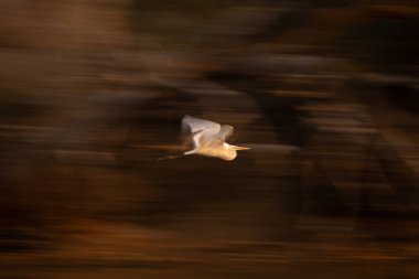 Ağaçlara karşı büyük balıkçılların yavaş tavası