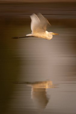 Büyük balıkçıl ve ayna görüntüsünün yavaş tavası