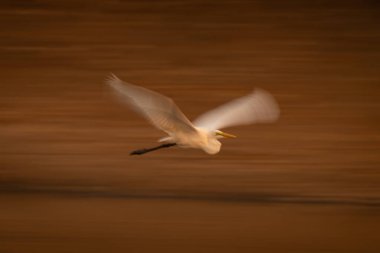 Büyük balıkçıl kanatlarının yavaş tavası