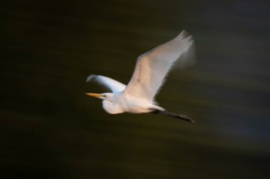 Büyük balıkçılların yavaş tavası yüksekten uçar