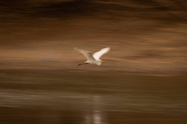 Nehir yatağını takip eden büyük balıkçılların yavaş tavası