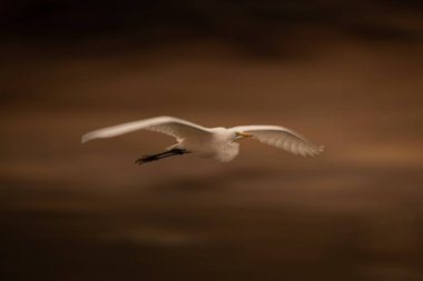 Suyu takip eden büyük balıkçılların yavaş tavası