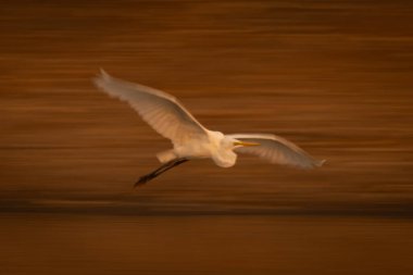 Büyük balıkçıl akıntısının yavaş tavası