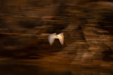 Ağaçlardaki büyük balıkçılların yavaş tavası