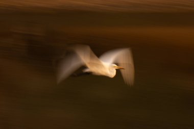 Tahtadaki büyük balıkçıl tavası