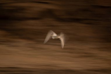 Ormanda büyük balıkçılların yavaş tavası