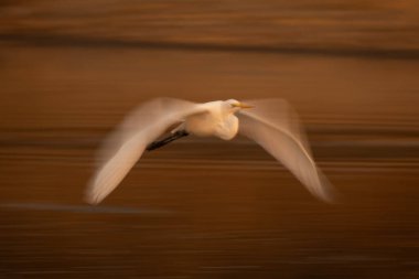 Büyük balıkçılların yavaş tavası kanatları indiriyor