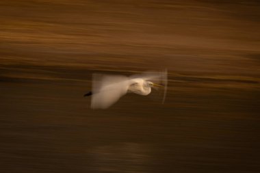 Aşağıda büyük balıkçıl balığının yavaş tavası yansıyor.