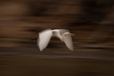 Büyük balıkçıl gagasının yavaş tavası