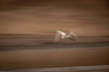 Çamur düzlüklerinde büyük balıkçılların yavaş tavası