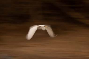 Büyük balıkçıl kuşunun yavaş tepsisi