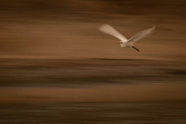 Su yolunda büyük balıkçılların yavaş tavası