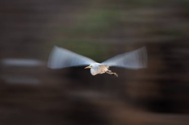 Büyük balıkçıl yaprağının yavaş tavası.