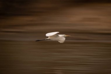 Çamurdan geçen büyük balıkçılların yavaş tavası