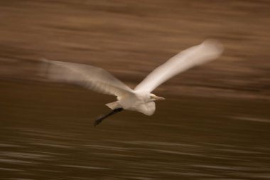 Büyük balıkçıl göletinin yavaş tavası