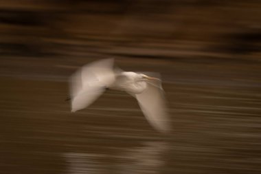 Büyük balıkçıl havuzlarının yavaş tavası