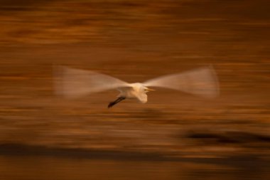 Büyük balıkçıl kuşunun yavaş tavası kanatlarını açıyor