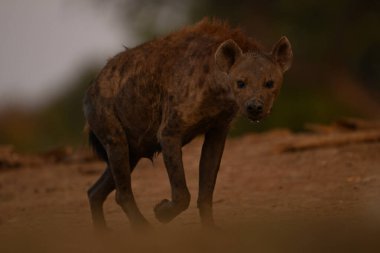 Görülen sırtlan kameraya doğru yürüyor.