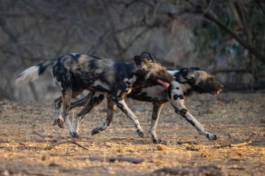 İki Afrika vahşi köpeği çalıların arasından koşuyor.