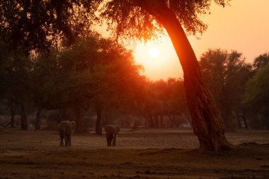 İki Afrika fili gün batımında karşıya geçiyor.