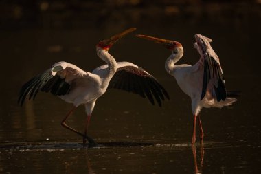 Sarı gagalı leylekler suda karşı karşıya geliyor.