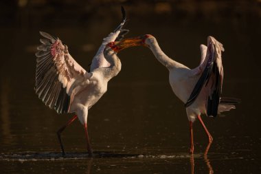 Sarı gagalı leylekler sığ gölette karşı karşıya