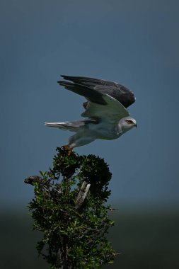 Siyah kanatlı uçurtma yapraklı çalılardan uçar.
