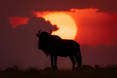 Mavi antilop silueti ufukta gün batımında