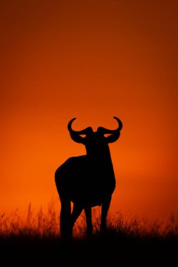 Mavi antiloplar ufukta kameraya bakıyor.