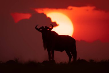 Mavi antilop silueti gün batımında ufuk çizgisinde