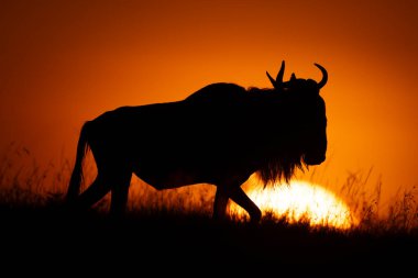 Mavi antiloplar güneş doğarken ufuk çizgisini geçiyor