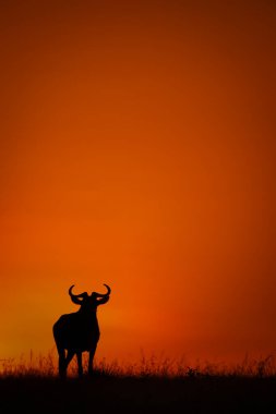 Mavi antilop gün doğumunda ufukta belirdi.