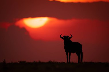 Mavi antilop silueti gün batımında ufuk çizgisinde