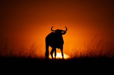 Mavi antiloplar, güneş doğarken siluet halinde duruyorlar.