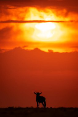 Mavi antilop gün batımında ufuk çizgisinde