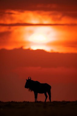 Mavi antilop gün batımında ufuk çizgisinde