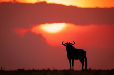 Mavi antilop gün batımında ufukta belirdi.