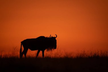 Mavi antilop siluet halinde ufuk çizgisinde duruyor.