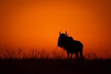 Mavi antilop çimenli ufukta siluet halinde duruyor.